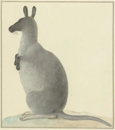 Kangoeroe by Isaac van Haastert, 1763 - 1834 — digital art print download