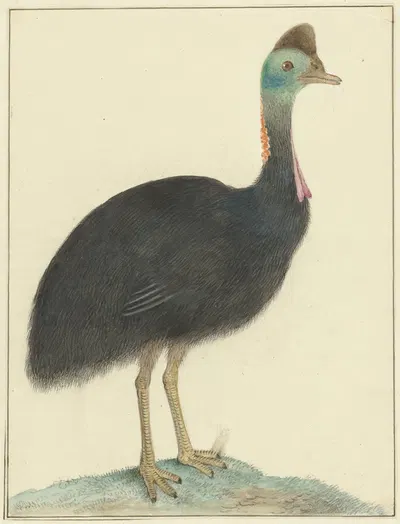 Kasuaris by Isaac van Haastert, 1826 — digital art print download