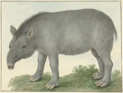 Tapir by Isaac van Haastert, 1825 — digital art print download