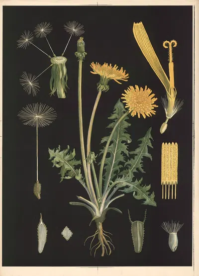 Dandelion by Ebba Masalin, 1905 — digital art print download
