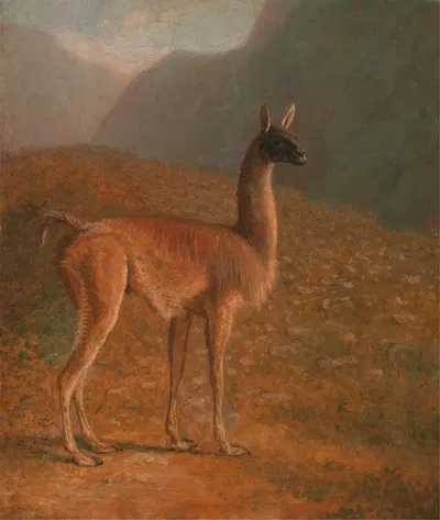 Guanaco by Жак-Лоран Агаз — digital art print download