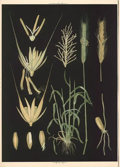 Rye by Ebba Masalin, 1905 — digital art print download