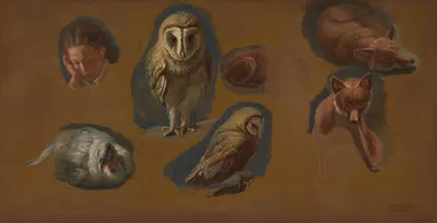 Studies of a Fox, a Barn Owl, a Peahen, and the Head of a Young Man by Жак-Лоран Агаз, 1815 — digital art print download