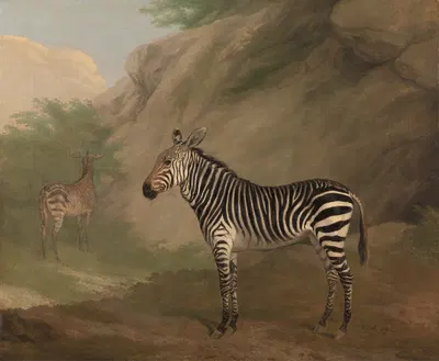 Zebra by Жак-Лоран Агаз, 1803 — digital art print download