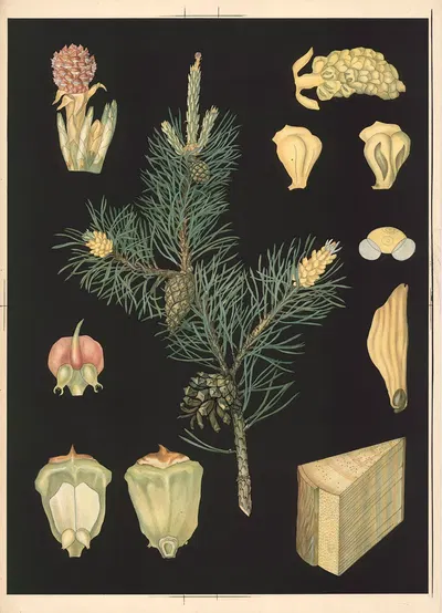 Pine by Ebba Masalin, 1905 — digital art print download