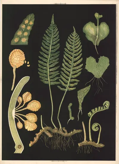 Polypodium by Ebba Masalin, 1905 — digital art print download