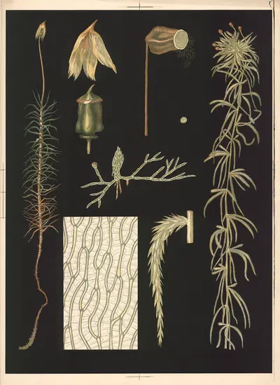 Hair moss by Ebba Masalin, 1905 — digital art print download
