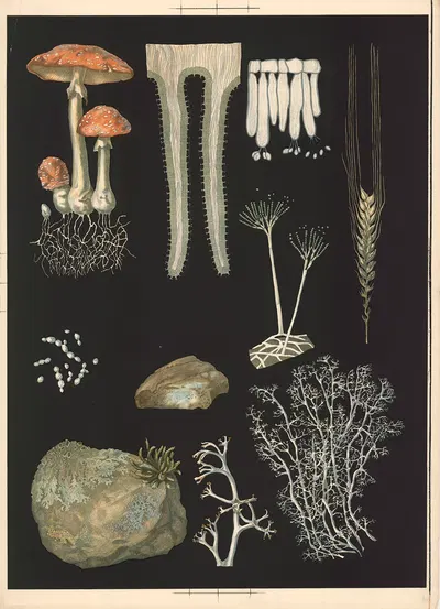 Fly agaric by Ebba Masalin, 1905 — digital art print download