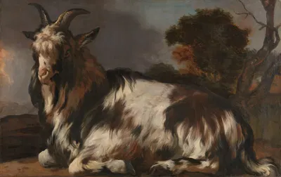Goat Lying Down by Ян Баптист Виникс, 1645 - 1660 — digital art print download