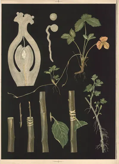 Plant propagation by Ebba Masalin, 1905 — digital art print download