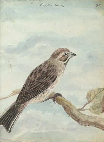 Hollandse vogel by Jan Brandes, 1770 - 1787 — digital art print download