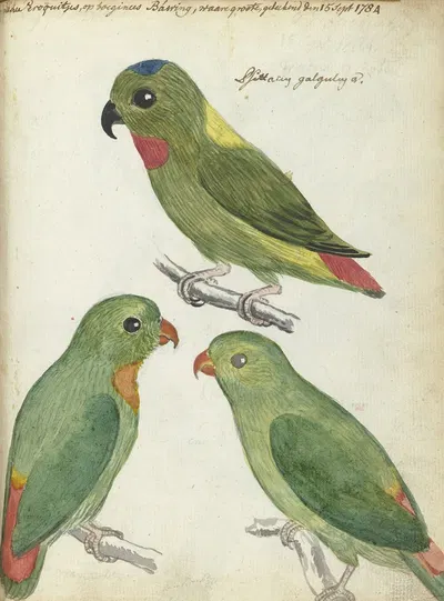 Oostindische parkieten by Jan Brandes, 1784 — digital art print download