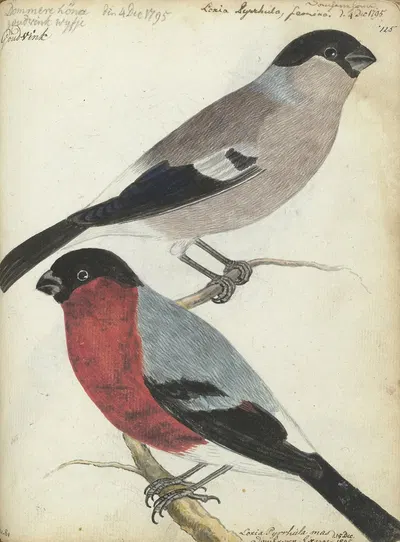 Vinken by Ян Брандес, 1805 — digital art print download