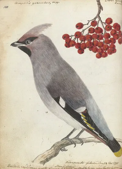 Zweedse vogel by Jan Brandes, 1795 — digital art print download