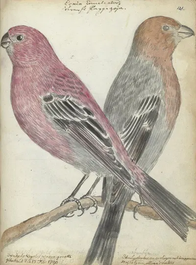 Zweedse vogels by Jan Brandes, 1790 — digital art print download