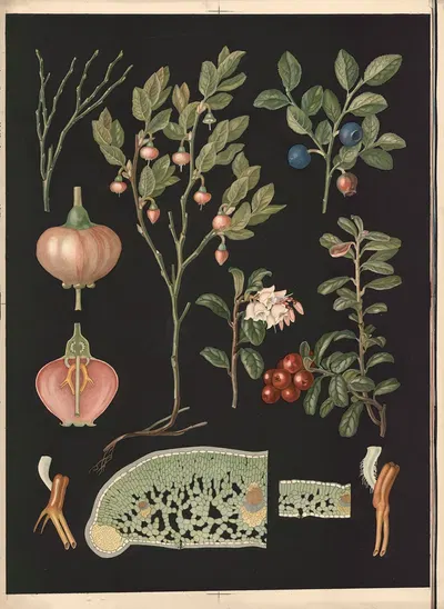 Blueberries and lingonberries by Ebba Masalin, 1905 — digital art print download