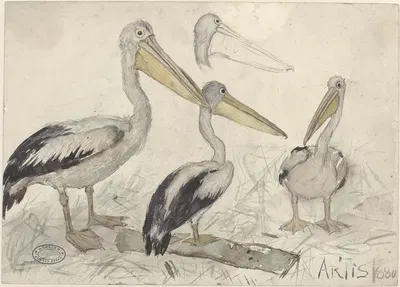 Pelicans in Artis Zoo by Jan van Essen, 1880 — digital art print download