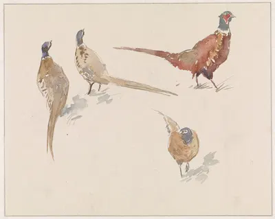 Vier fazanten by Ян ван Эссен, 1864 - 1936 — digital art print download