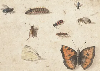 Sheet of Studies of Nine Insects by Ян Ван Кессель Старший — digital art print download