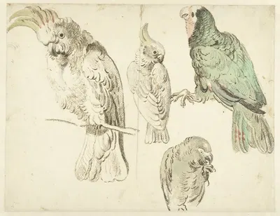 Four Studies of Cockatoos by Ян Вейникс — digital art print download