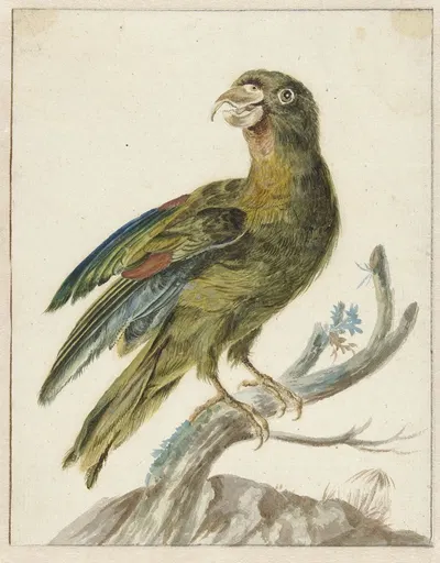 Parakeet by Ян Вейникс, 1670 - 1719 — digital art print download