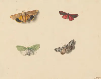Vier vlinders by Jan Weissenbruch, 1811 - 1851 — digital art print download