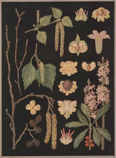 Spring-flowering trees and shrubs by Ebba Masalin, 1905 — digital art print download