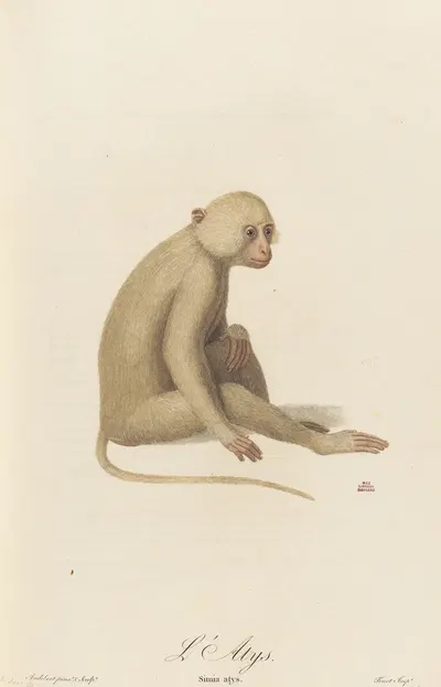 L’Atys by Jean-Baptiste Audebert, 1797 — digital art print download