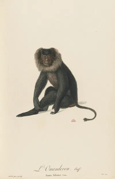 L’Ouanderou by Jean-Baptiste Audebert, 1797 — digital art print download