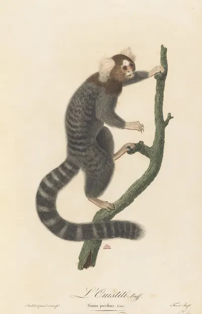 L’Ouistiti by Jean-Baptiste Audebert, 1797 — digital art print download