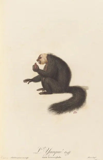L’Yarqué by Jean-Baptiste Audebert, 1797 — digital art print download