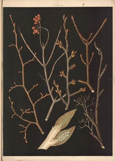 Trees and shrubs during winter by Ebba Masalin, 1905 — digital art print download