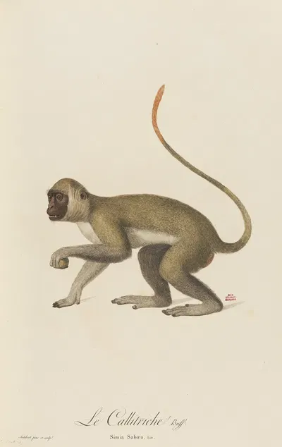 Le Callitriche by Jean-Baptiste Audebert, 1797 — digital art print download