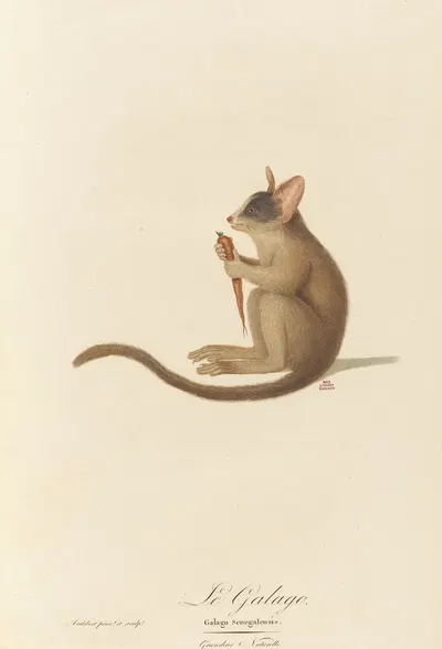 Le Galago by Jean-Baptiste Audebert, 1797 — digital art print download