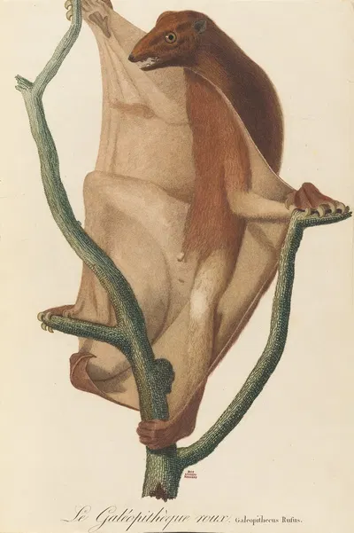 Le Galéopithèque roux by Jean-Baptiste Audebert, 1797 — digital art print download