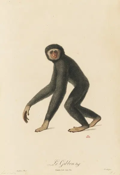 Le Gibbon by Jean-Baptiste Audebert, 1797 — digital art print download
