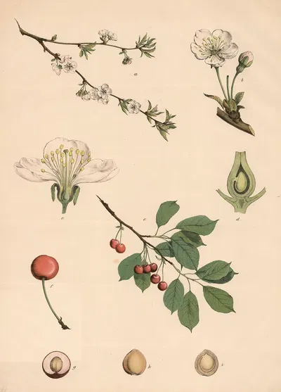 Sauer-Kirschbaum by Franz Engleder, 1911 — digital art print download