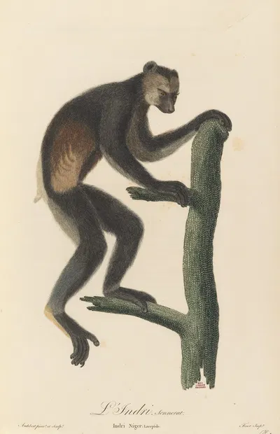 Le Indri by Jean-Baptiste Audebert, 1797 — digital art print download