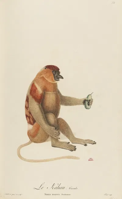 Le Kahau by Jean-Baptiste Audebert, 1797 — digital art print download