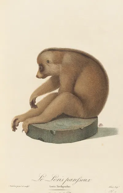 Le Loris paresseux by Jean-Baptiste Audebert, 1797 — digital art print download