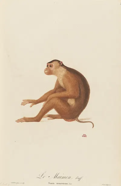 Le Maimon by Jean-Baptiste Audebert, 1797 — digital art print download