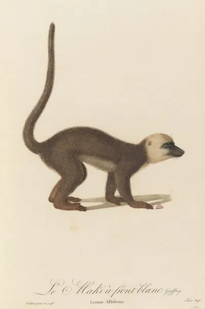 Le Maki à front blanc by Jean-Baptiste Audebert, 1797 — digital art print download