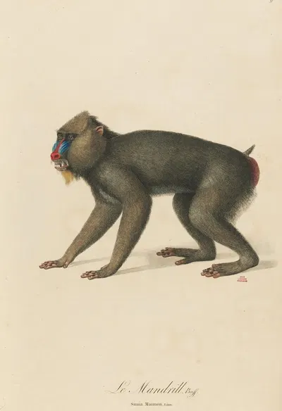 Le Mandrill by Jean-Baptiste Audebert, 1797 — digital art print download