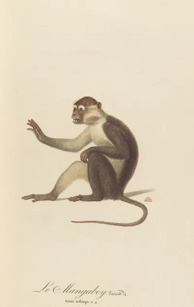 Le Mangabey variété a by Jean-Baptiste Audebert, 1797 — digital art print download