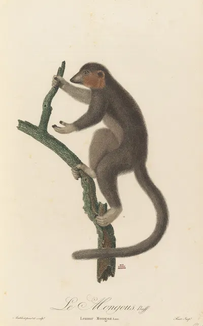 Le Mongous by Jean-Baptiste Audebert, 1797 — digital art print download