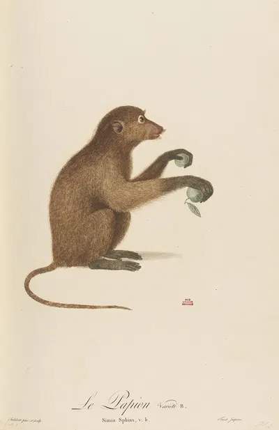 Le Papion, variété B by Jean-Baptiste Audebert, 1797 — digital art print download