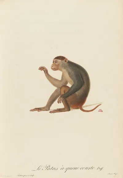Le Patas à queue courte by Jean-Baptiste Audebert, 1797 — digital art print download