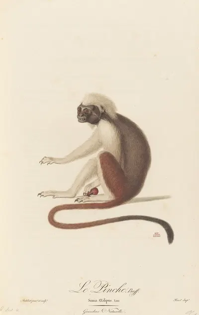 Le Pinche by Jean-Baptiste Audebert, 1797 — digital art print download