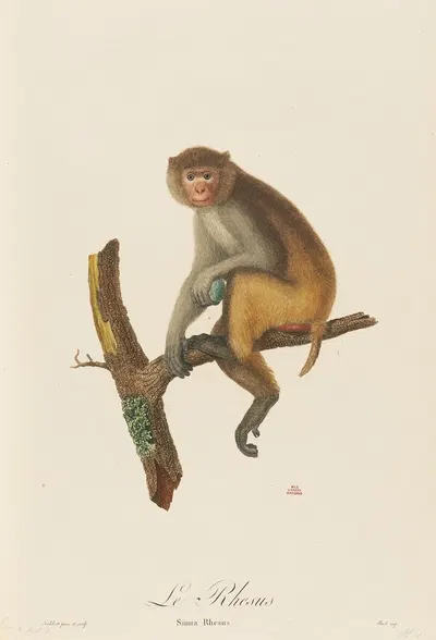 Le Rhesus by Jean-Baptiste Audebert, 1797 — digital art print download