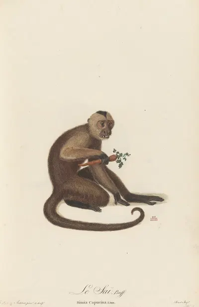 Le Sai by Jean-Baptiste Audebert, 1797 — digital art print download